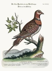 The Little Pin-tailed Grouse, 1749-73